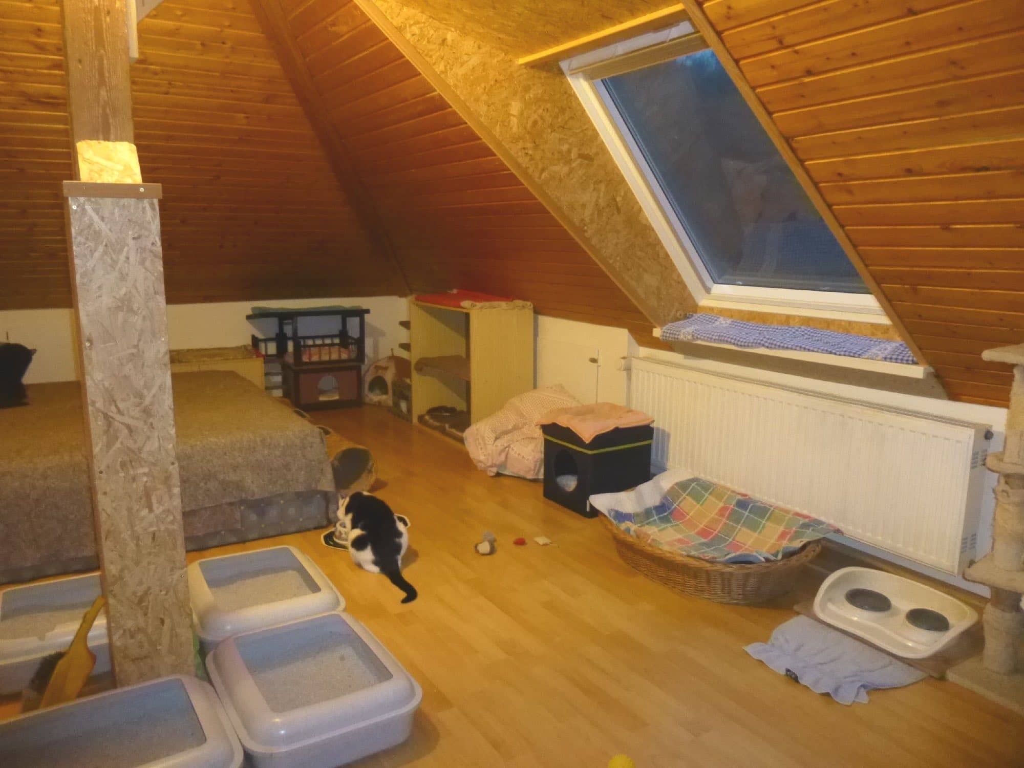 Dachzimmer mit Holzdecke und Dachfenster: Liegebett, offene Katzentoiletten und Futternäpfe, eine Katze quert den Raum.