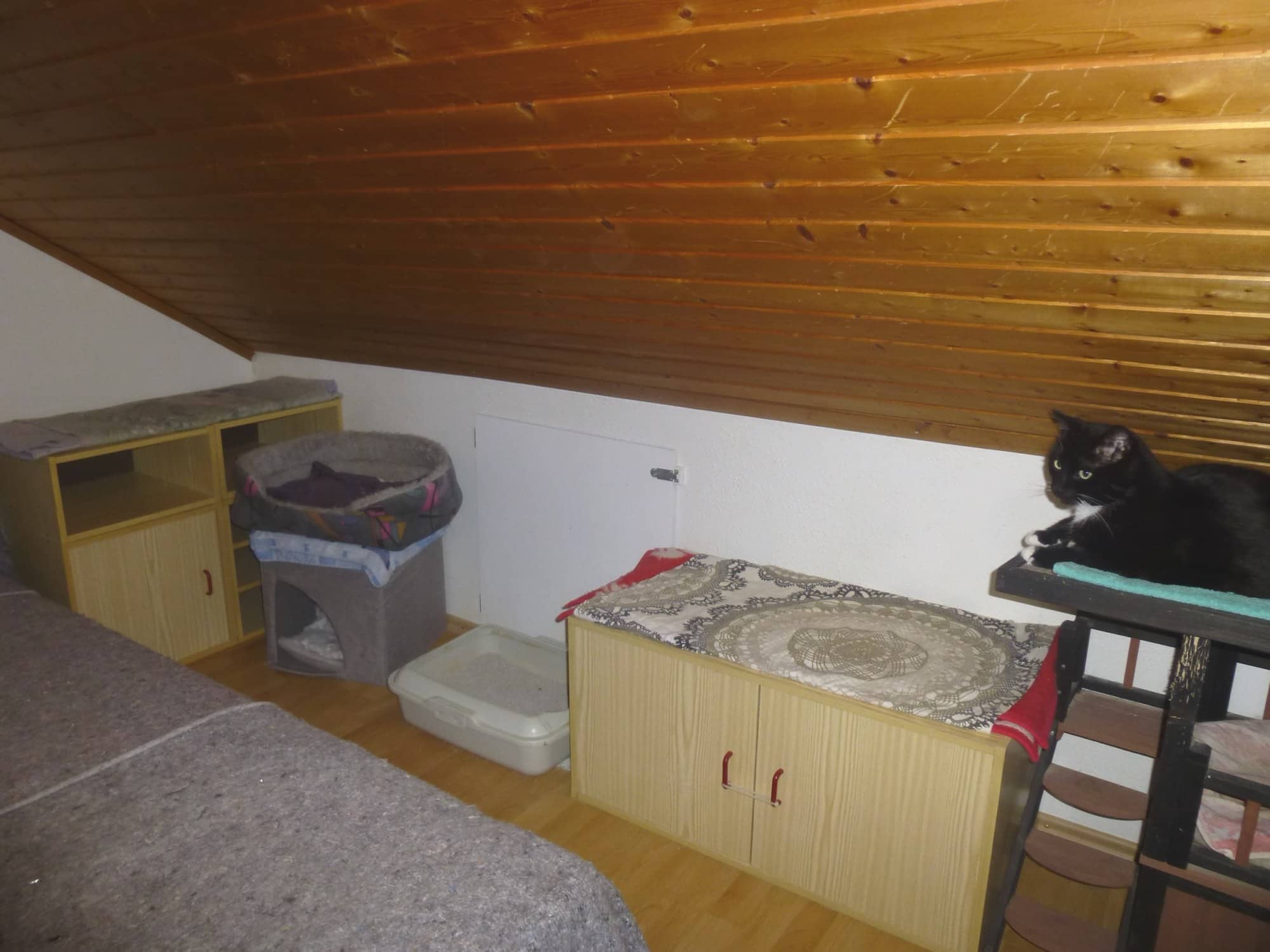Schwarze Katze auf dem Einbauschrank im Dachzimmer, darunter Körbchen und Decken.