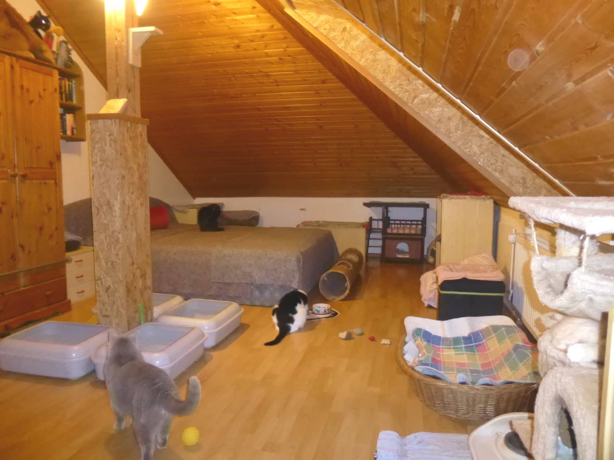 Deckenhoher Kratzbaum an der Holzsäule des Dachzimmers, offene Katzentoiletten und zwei Katzen im Raum.