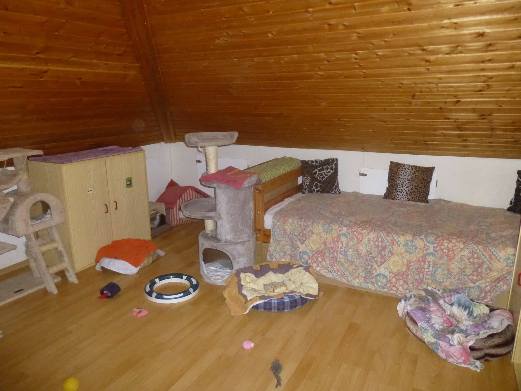 Katzenzimmer unter der Holzdachschräge mit Schrank, Kratzbaum, Bett und Kuschelhöhle.