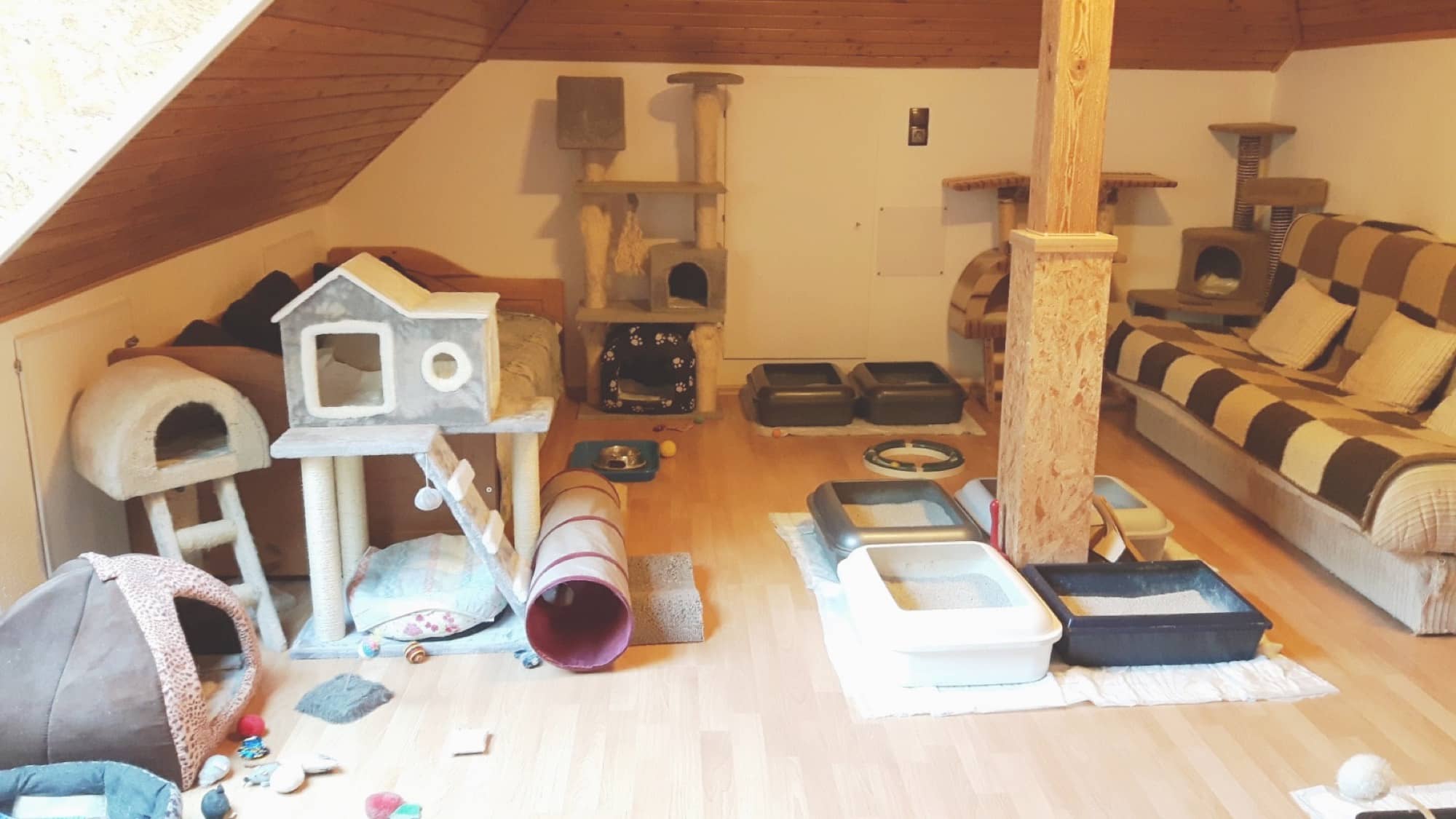 Zweites Dachzimmer mit Katzenhäuschen, Spieltunnel, mehreren offenen Katzentoiletten und einer Couch.