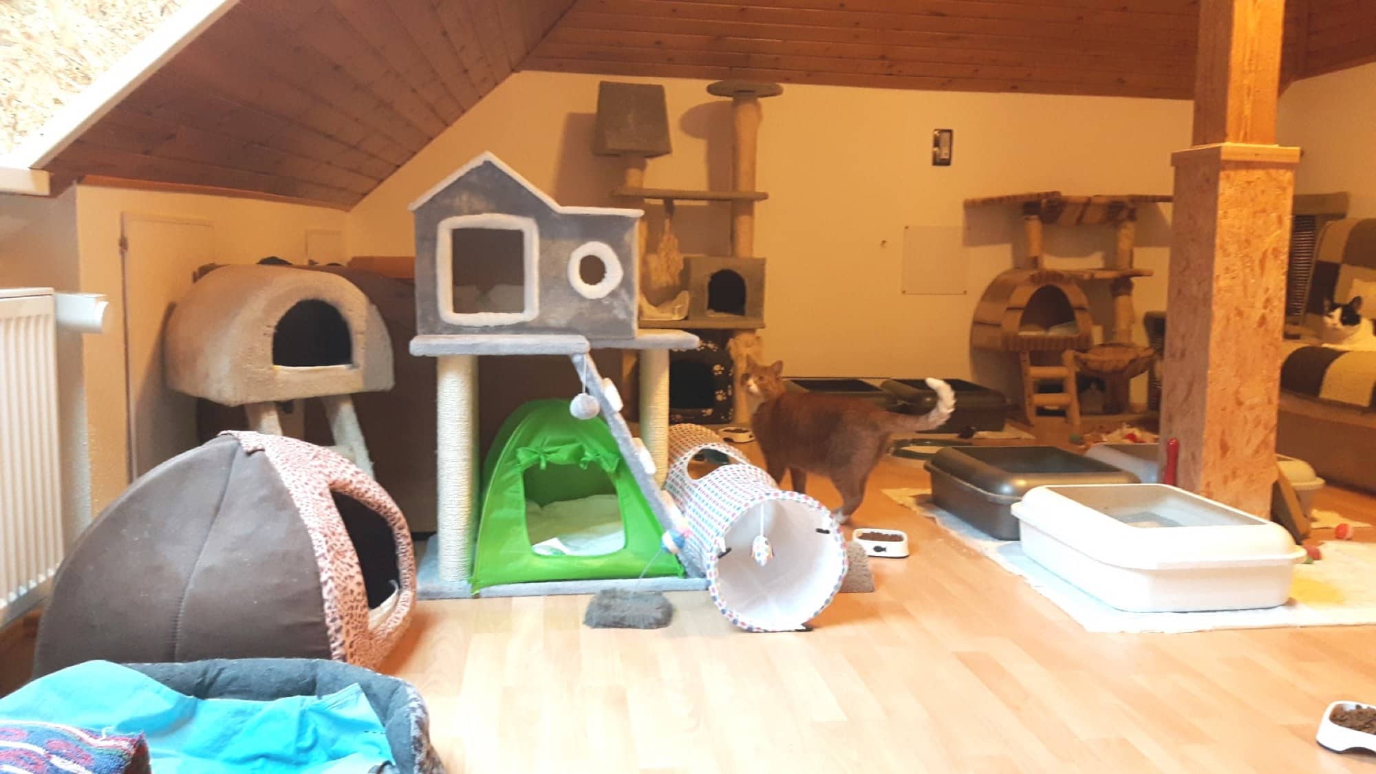 Kuschelhöhlen, ein Spielzelt und Kratzbäume im zweiten Dachzimmer.
