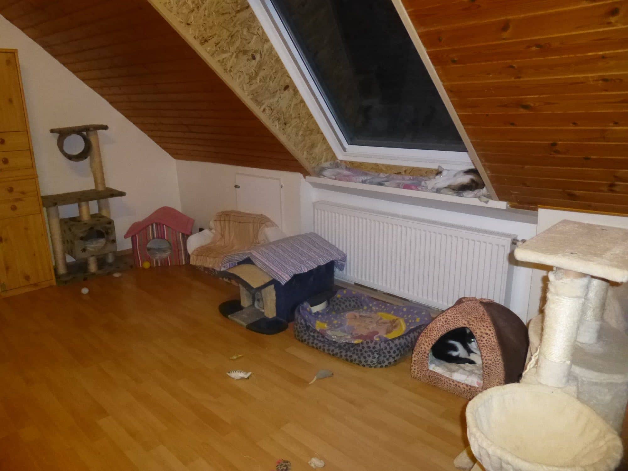 Blick unter die Dachschräge: Katzenhaus, Kuschelhöhle mit Katze und Kratzbaum am Dachfenster.