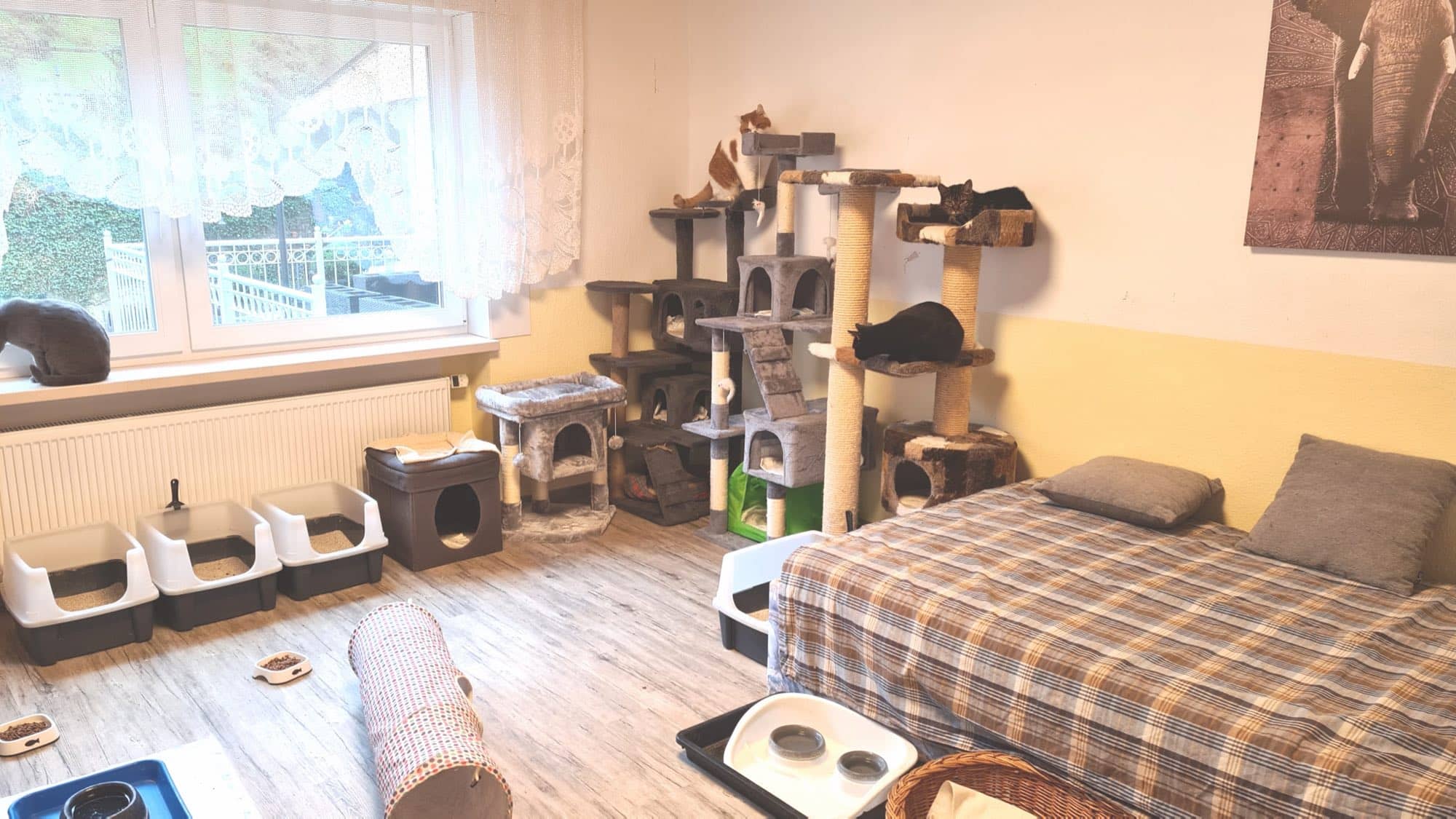 Erdgeschossraum mit kariertem Liegebett, hohem Kratzbaum und Blick zum Fenster.