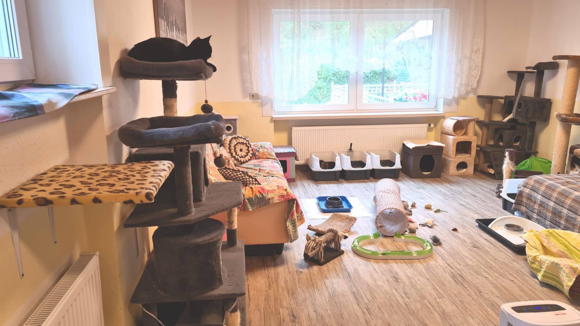 Erdgeschossraum mit Fensterfront: eine Katze ruht auf der obersten Plattform des Kratzbaums.