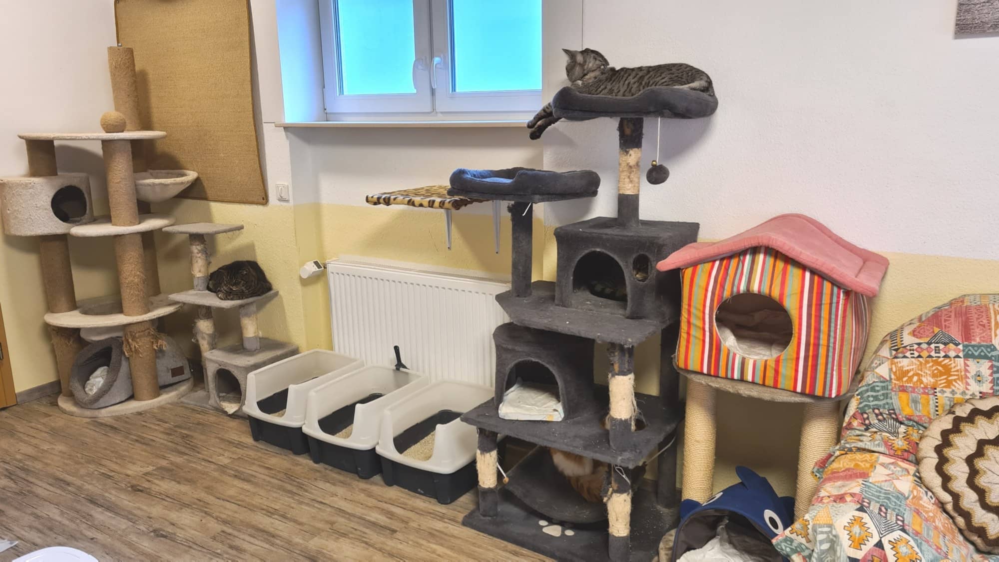 Kratzbäume und ein buntes Katzenhäuschen im Erdgeschossraum, eine Katze liegt oben auf der Plattform am Fenster.