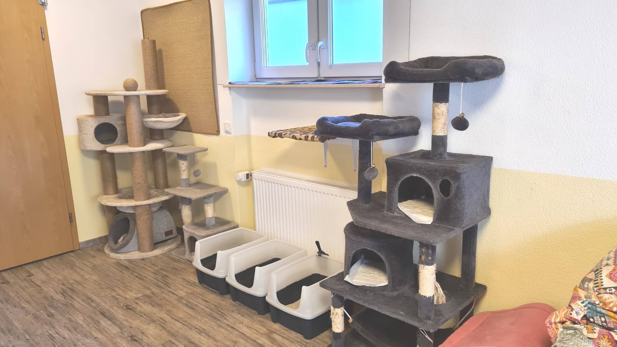Zwei große Kratzbäume vor der Fensterfront des Erdgeschossraums, daneben eine Reihe offener Katzentoiletten.