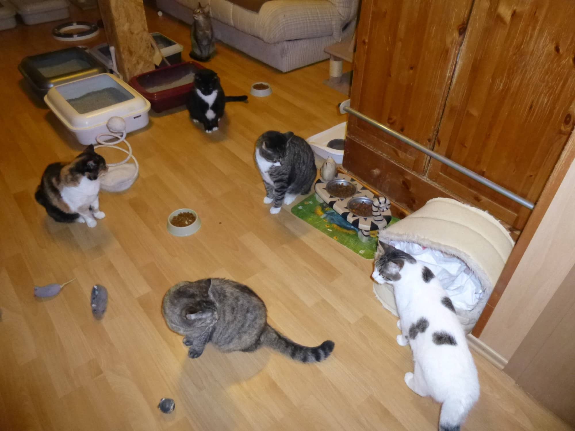 Fünf Pensionskatzen verteilt auf dem Boden des Katzenreichs, dazwischen Futternäpfe.