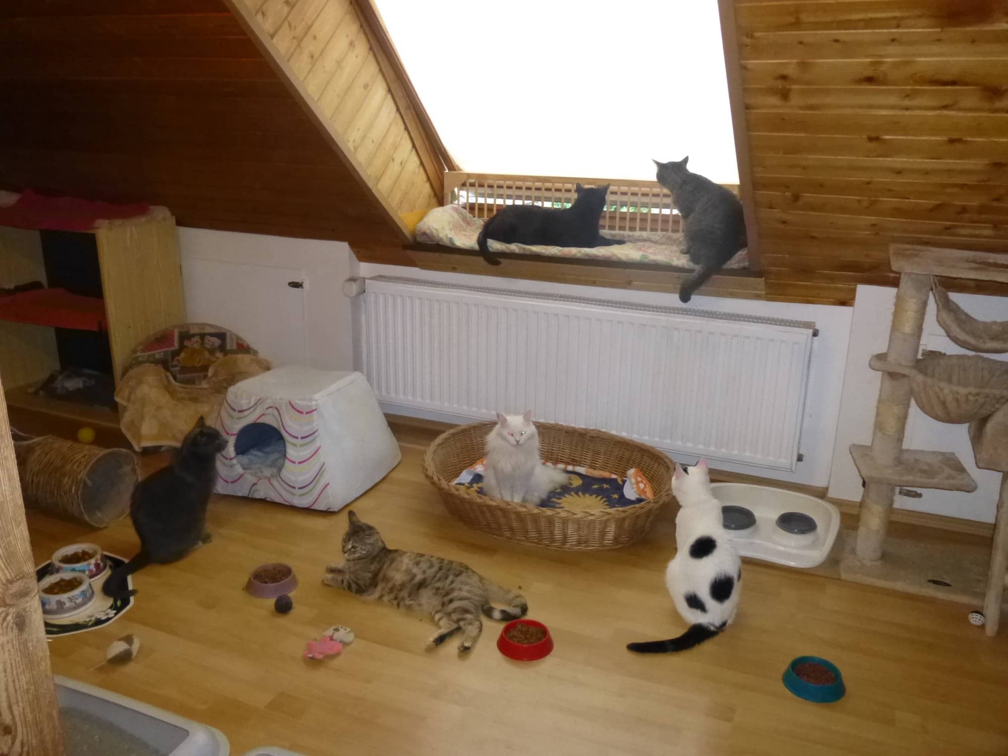 Mehrere Pensionskatzen im Dachzimmer: eine auf der Wandliege, die anderen an Korb und Futternäpfen.
