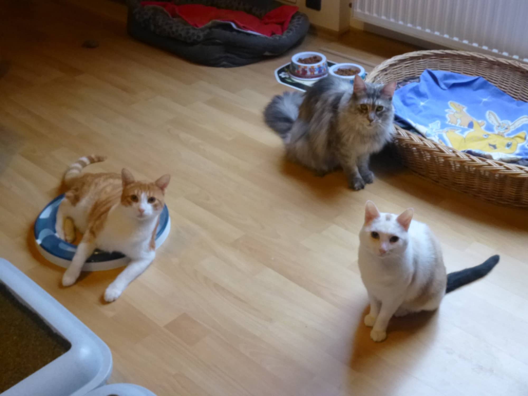 Drei Pensionskatzen im Dachzimmer, im Hintergrund Korb und Decken.