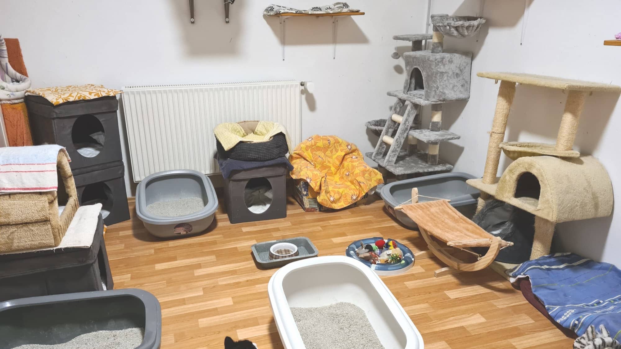 Kuschelhöhlen, Wandbretter und offene Katzentoiletten im Souterrain-Raum.