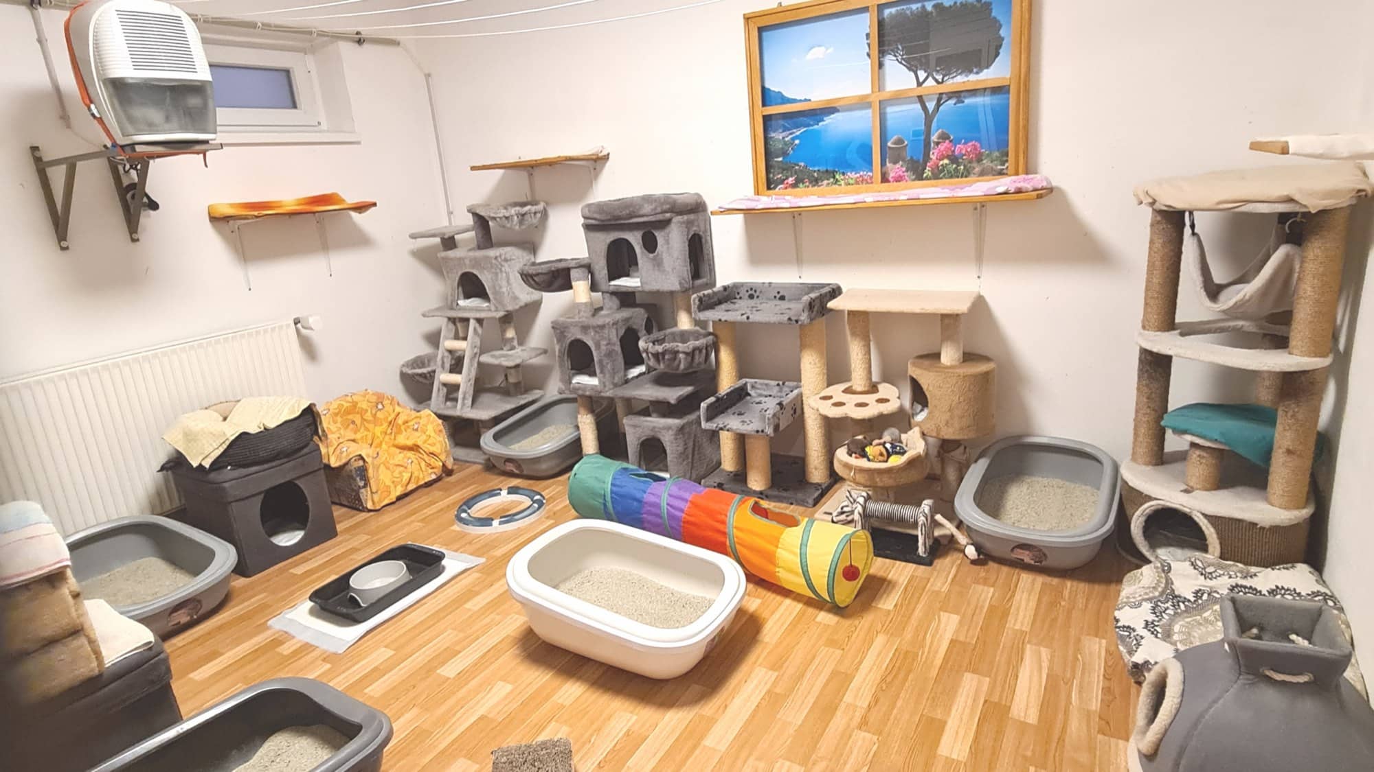 Souterrain-Raum mit Spieltunnel, offenen Katzentoiletten und dem gerahmten Wandbild über dem Kratzbaum.